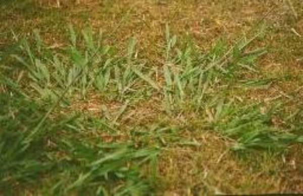 Landscaping Wellington